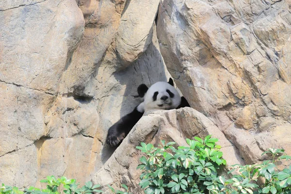 Γίγαντας Μαύρο Και Άσπρο Panda Χαλαρώνει Στο Ζωολογικό Κήπο — Φωτογραφία Αρχείου