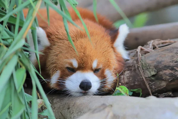 Panda Rojo Parque Temático Hong Kong — Foto de Stock