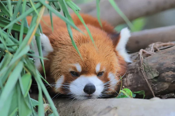 Panda Rouge Parc Thème Hong Kong — Photo