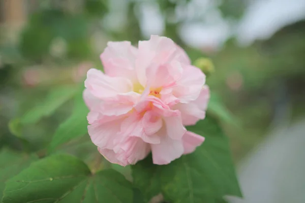 Rosa Mutabilis Hibisco Flores Jardim Sob Luz Sol — Fotografia de Stock