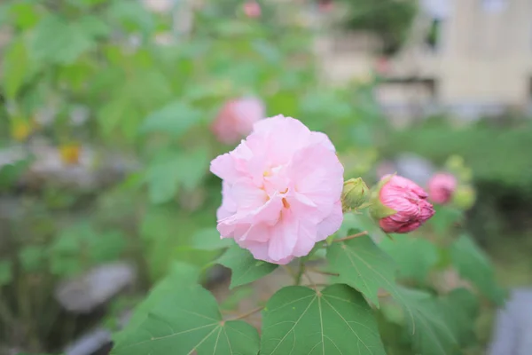 Рожеві Які Квіти Гібіскуса Саду Під Сонцем — стокове фото