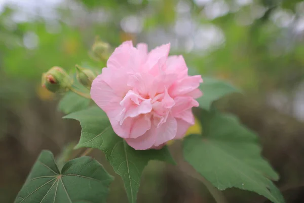 Rózsaszín Mutabilis Hibiszkusz Kertben Napsütés Alatt — Stock Fotó