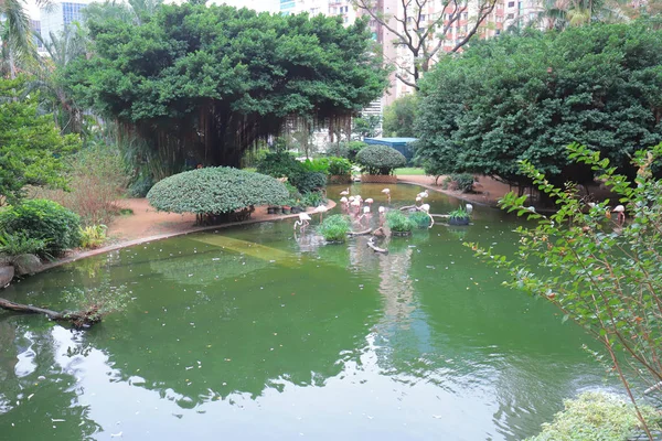 Kowloon Park Oásis Verde Ambiente Urbano Flamingo — Fotografia de Stock