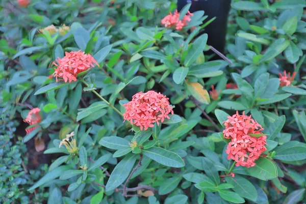 Ανθός Rubiaceae Ixora Cocccinea Λουλούδι Στον Κήπο — Φωτογραφία Αρχείου