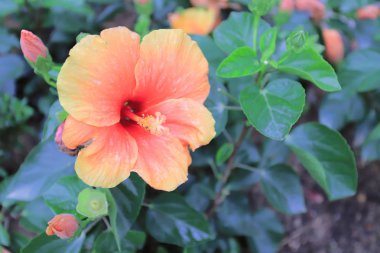 Hibiscus çiçeği doğanın arka planında