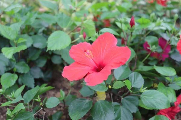 Flor Hibisco Com Natureza Terra Para Trás — Fotografia de Stock