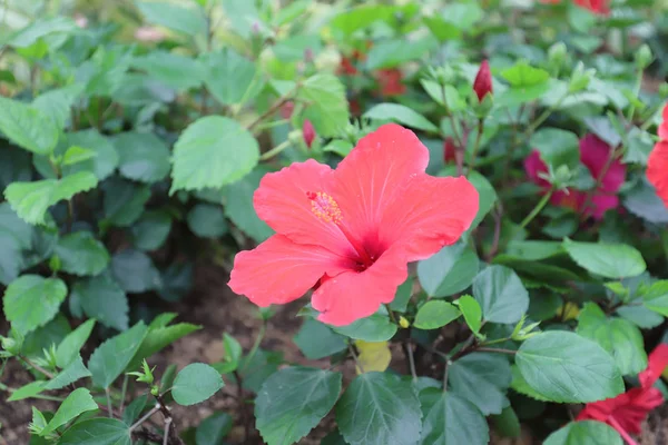 Flor Hibiscus Con Naturaleza Fondo — Foto de Stock