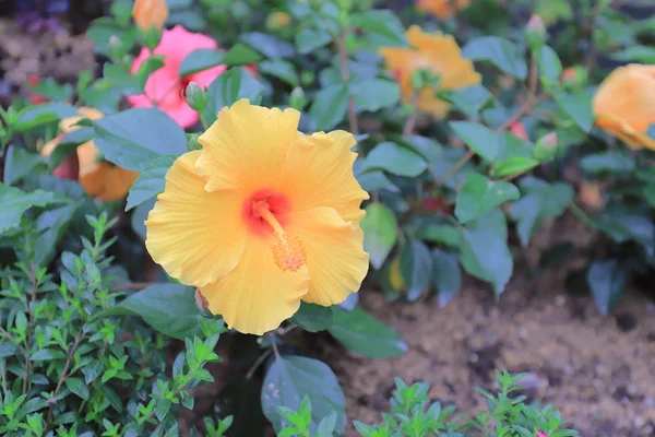 Fiore Hibiscus Con Terra Fondo Natura — Foto Stock