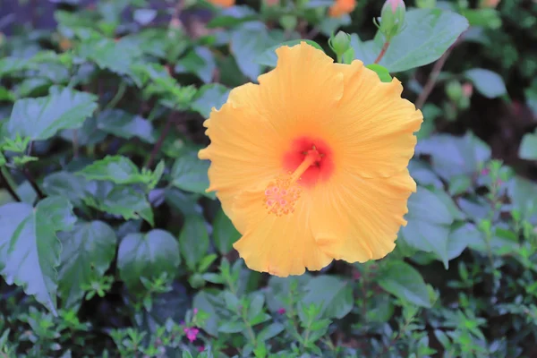 Цветок Хибискуса Природой Заднем Плане — стоковое фото