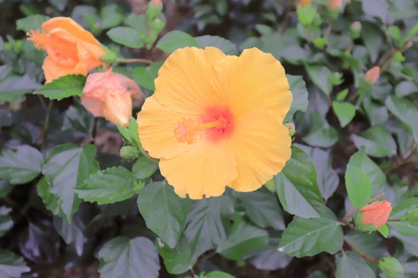 Flor Hibiscus Con Naturaleza Fondo — Foto de Stock