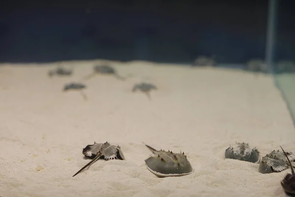 Pequeno Horshoecrab Água Rasa — Fotografia de Stock