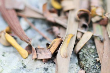 küçük alan derinliği makro resimle.