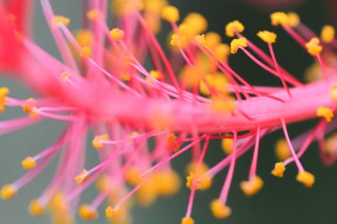 küçük alan derinliği makro resimle.