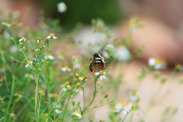 Schmetterling Auf Einer Weißen Blume Mit Gefalteten Flügeln — Stockfoto