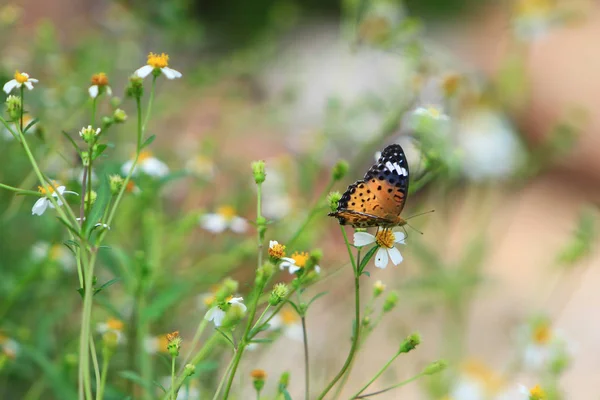 Schmetterling Auf Einer Weißen Blume Mit Gefalteten Flügeln — Stockfoto