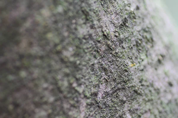 Vista Detallada Textura Corteza Del Árbol Viejo — Foto de Stock