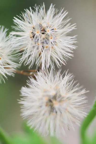 Immagine Macro Con Piccola Profondità Campo — Foto Stock