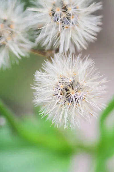 Imagen Macro Con Profundidad Pequeña Del Campo —  Fotos de Stock