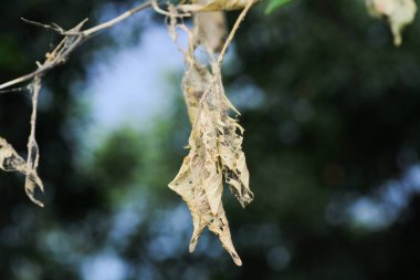 küçük alan derinliği makro resimle.
