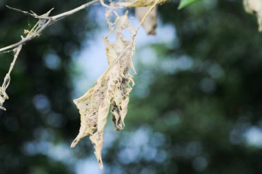 küçük alan derinliği makro resimle.