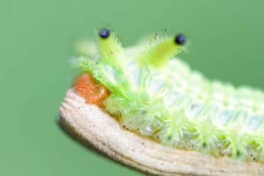 Tırtıl böcek yeşil yapraklarda. Böcek hayvan