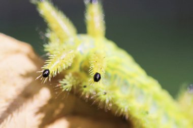 Tırtıl böcek yeşil yapraklarda. Böcek hayvan