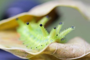 Tırtıl böcek yeşil yapraklarda. Böcek hayvan