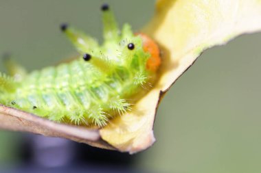 Tırtıl böcek yeşil yapraklarda. Böcek hayvan
