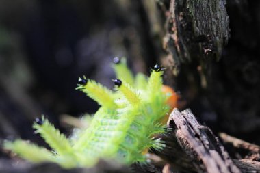 Tırtıl böcek yeşil yapraklarda. Böcek hayvan