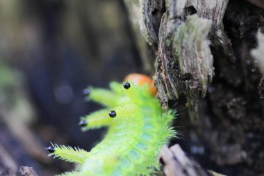 Tırtıl böcek yeşil yapraklarda. Böcek hayvan