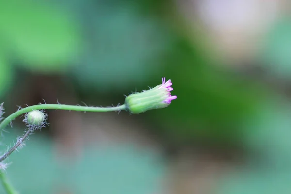 Immagine Macro Con Piccola Profondità Campo — Foto Stock