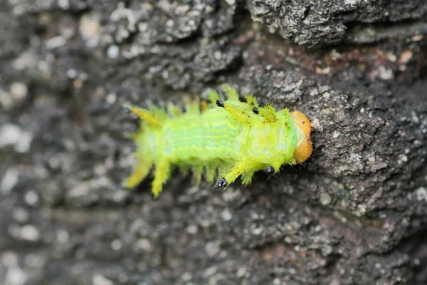緑の葉に毛虫のバグ 昆虫動物 — ストック写真