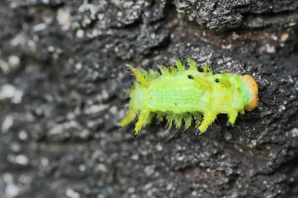 Caterpillar Bug Groene Bladeren Insect Dier — Stockfoto