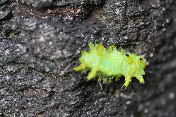 Гусеница жук на зеленых листьях. Насекомое
