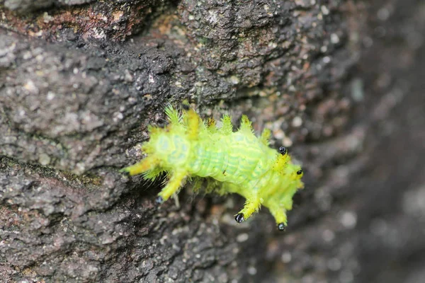 Caterpillar Rovar Zöld Levelek Rovarok Állatok — Stock Fotó