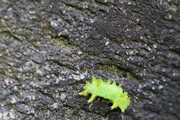 Punaise Chenille Sur Les Feuilles Vertes Insecte Animal — Photo