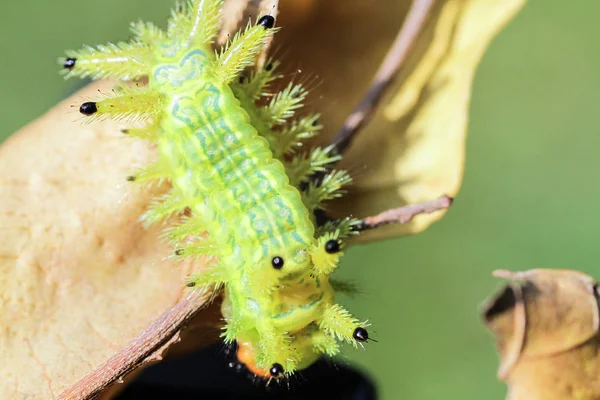 Firma Caterpillar Bug Zielonych Liści Owad Zwierzę — Zdjęcie stockowe