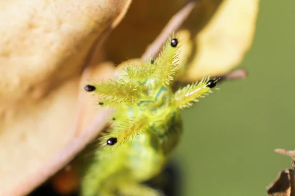 Caterpillar Bug Groene Bladeren Insect Dier — Stockfoto