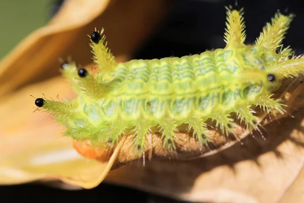 Caterpillar Bug Groene Bladeren Insect Dier — Stockfoto