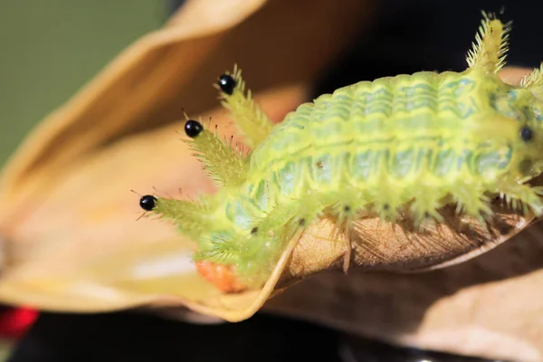 緑の葉に毛虫のバグ 昆虫動物 — ストック写真