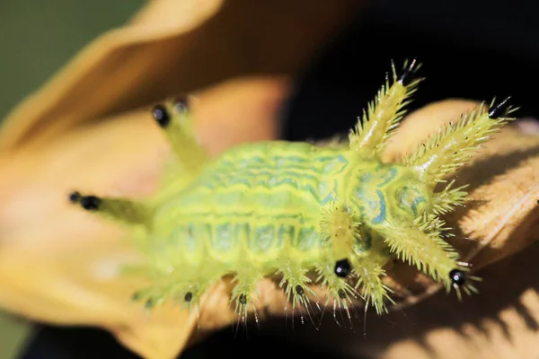 Insecto Oruga Hojas Verdes Insecto Animal — Foto de Stock