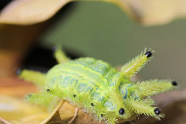 Insecto Oruga Hojas Verdes Insecto Animal — Foto de Stock