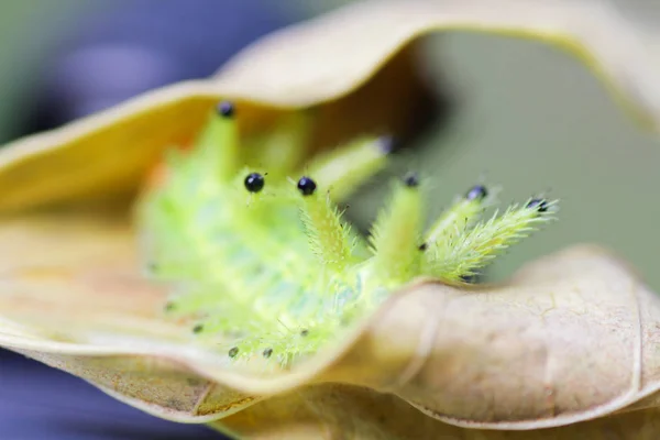 Tırtıl Böcek Yeşil Yapraklarda Böcek Hayvan — Stok fotoğraf