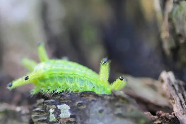 Firma Caterpillar Bug Zielonych Liści Owad Zwierzę — Zdjęcie stockowe