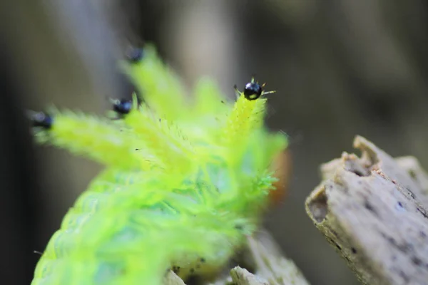 Ulat Bug Pada Daun Hijau Serangga Hewan — Stok Foto