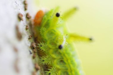Tırtıl böcek yeşil yapraklarda. Böcek hayvan