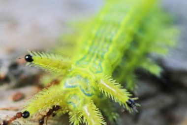 Tırtıl böcek yeşil yapraklarda. Böcek hayvan