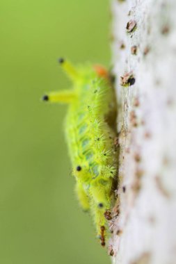 Tırtıl böcek yeşil yapraklarda. Böcek hayvan