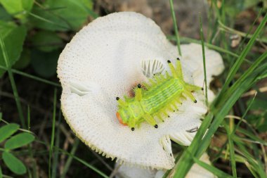 Tırtıl böcek yeşil yapraklarda. Böcek hayvan