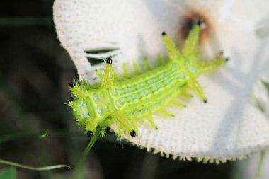 Tırtıl böcek yeşil yapraklarda. Böcek hayvan